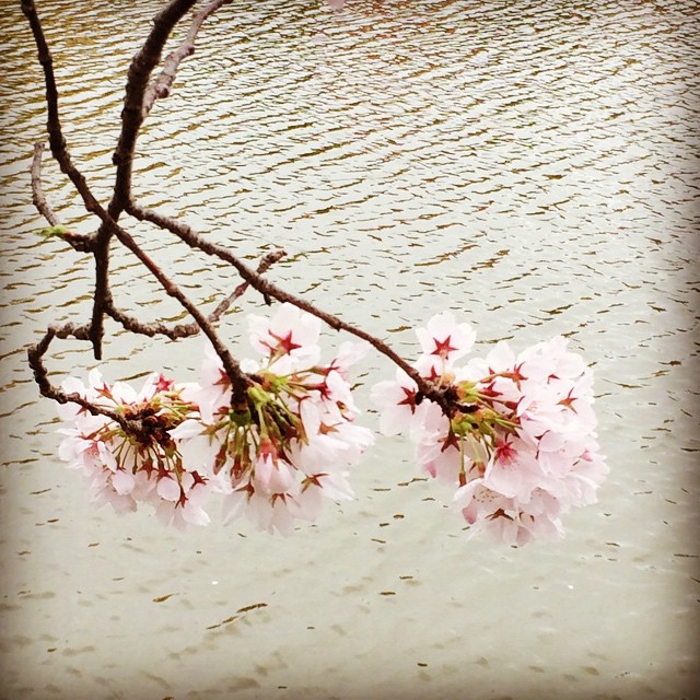今日は寒かった(*_*)ボチボチ桜も終わりですね#桜 #春