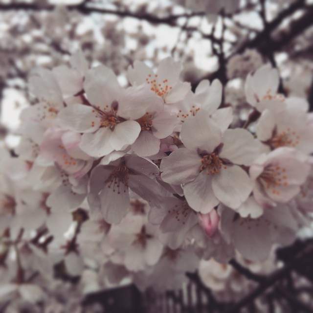 あっという間に咲いたなぁ。家の前の桜。花見はもしかしたら、これだけかもヽ(；▽；)ノ#桜#春